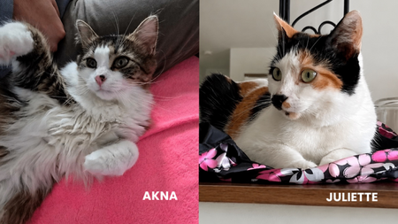 Juliette et Akna, deux chattes mère et fille inséparables, cherchent une famille