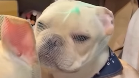 Hantavirus : l'inquiétante tendance des chiens portant un filet sur la tête