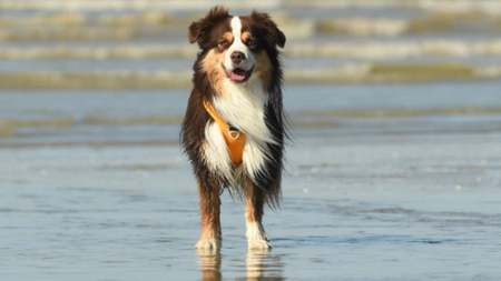 Berger australien ou Berger américain miniature : un chien plus petit a-t-il moins de besoins ?