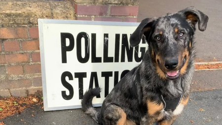 Municipales 2026 : peut-on aller voter avec son chien ?
