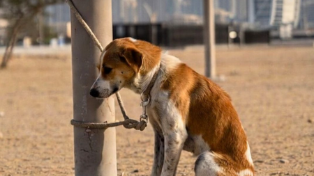 Une mesure exceptionnelle face à l’abandon des animaux de compagnie au Moyen-Orient