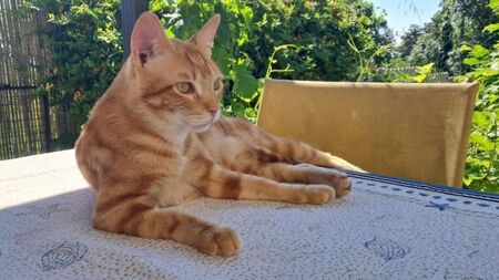 Bob, ce chat que les vétérinaires n'arrivent pas à diagnostiquer : son association se bat pour lui