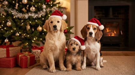 Cadeau de Noël pour son chien : 4 bonnes raisons de céder et des idées qui font vraiment plaisir