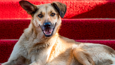À Cannes, les chiens ont eux aussi droit à leur tapis rouge !