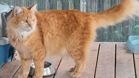 Adopté puis abandonné en 3 jours : Aslan cherche sa vraie famille