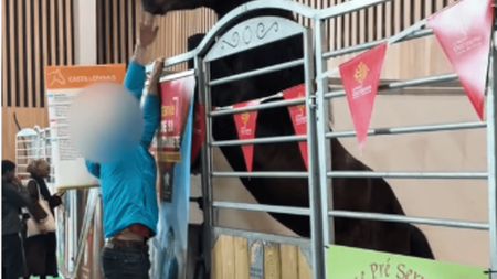Cheval paniqué au Salon de l'agriculture 2026 : qu'en est-il du bien-être animal à l'exposition ?