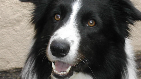 Pourquoi la prise d'antiparasitaires peut être fatale pour ces races de chien ?