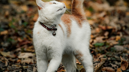 Balades en forêt avec son chat : pourquoi cette tendance inquiète