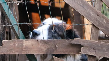 823 animaux rescapés de l’enfer dans le Var : ce sauvetage relance le débat sur la vente en ligne