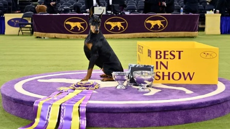 Concours canin et race : ce que cache la victoire de cette femelle Pinscher Doberman