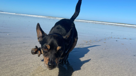 Ce refuge emmène 17 chiens sauvés de l’euthanasie découvrir la mer