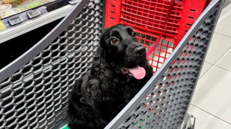 Et si la canicule changeait notre façon de vivre avec les chiens ?