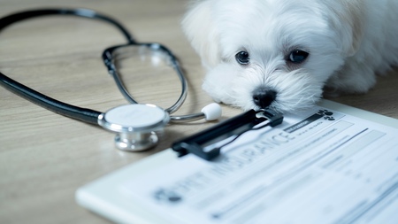 Assurance chien : quel est le meilleur âge pour souscrire ?
