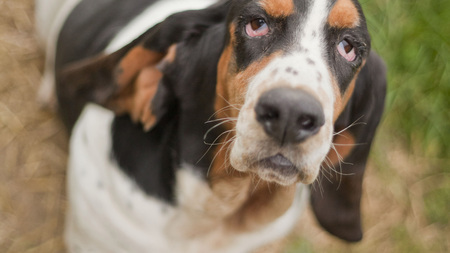 Des chiens à l’adoption sortent du refuge pour trouver une famille pour la vie