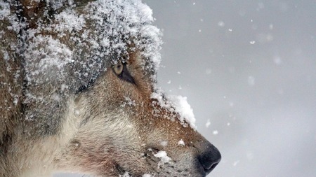 Nazgul, un chien-loup sur les pistes des JO d'hiver 2026 (vidéo)
