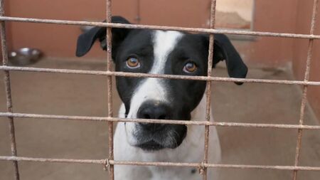 Abandonné lors d’un déménagement, Lolo attend une nouvelle famille depuis plus de 5 ans