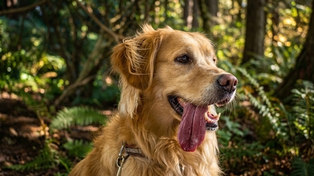 Coup de chaleur : comment l'identifier et protéger son chien ou son chat ?