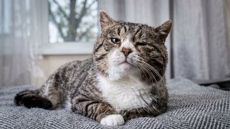 Ganglions sous la gorge de votre chat : Quand il faut s'inquiéter