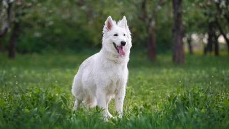 Le Berger Blanc Suisse : protecteur, majestueux et sensible