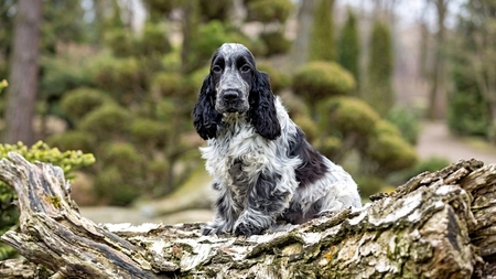 Le Cocker Anglais : concentré de joie de vivre, d'affection et d'énergie