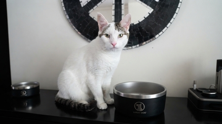 Yoda n’a pas d’histoire tragique. Pourtant, ce chat à l’adoption mérite lui aussi sa famille