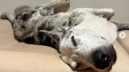 Pourquoi ce chien qui prend sa retraite fait la une des journaux ?