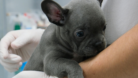 Hausse des cas de parvovirose : votre chien peut être contaminé sans croiser d’autres chiens