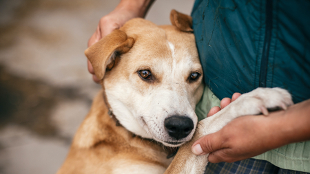 Suis-je prêt à adopter un chien ou un chiot ?