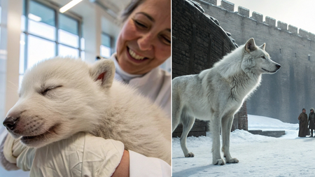 Ils jouent à Dieu : ce laboratoire ressuscite des espèces disparues comme le loup géant de GOT