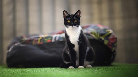 Des rues de Paris au refuge : la résilience fascinante de Zora, une petite chatte à l'adoption