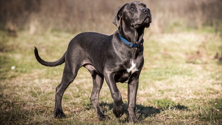 Assurance Cane Corso : Protégez votre compagnon et votre budget
