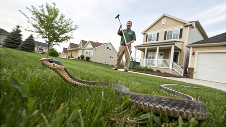Quand les serpents s'invitent dans la ville en Floride : une leçon pour l'Europe ?