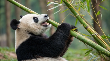 Les secrets du régime panda : comment le bambou façonne leur ADN