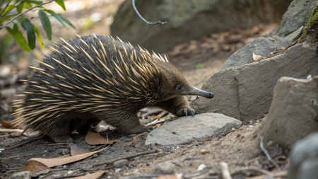 Découverte révolutionnaire sur l'échidné, ce petit animal méconnu