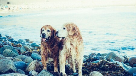 Comment aider son chien après la perte d’un compagnon ?