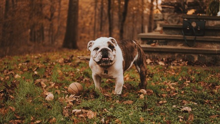 Automne : les 7 dangers pour votre chien ou votre chat à ne pas sous-estimer