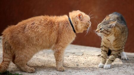 Mésentente entre 2 chats : comment réagir ?