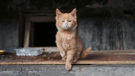 7 bonnes raisons d’adopter un animal en association