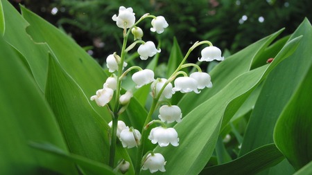 1er mai : vétérinaires en alerte, le muguet peut être mortel pour les chats et les chiens