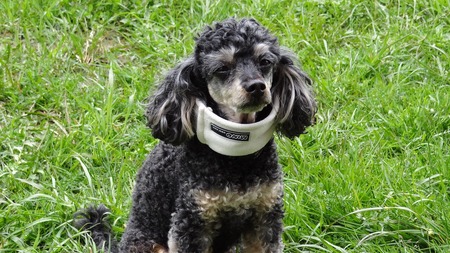 Comment faire soigner ou stériliser son chien quand on a des problèmes financiers ?