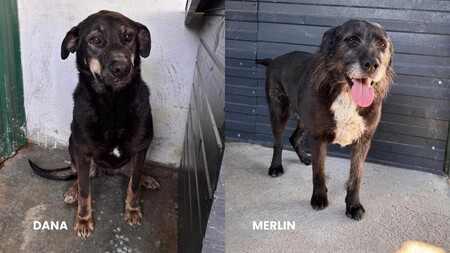 Zoom adoption : Dana et Merlin. « Deux invisibles qui attendent enfin leur chance »