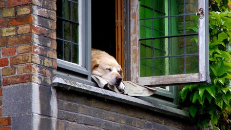 Peut-on vraiment avoir un animal dans une location ? Ce qu’il faut savoir