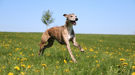 Le Greyhound, un athlète serein et charismatique