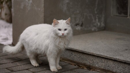 Les chats blancs sont-ils forcément sourds ?