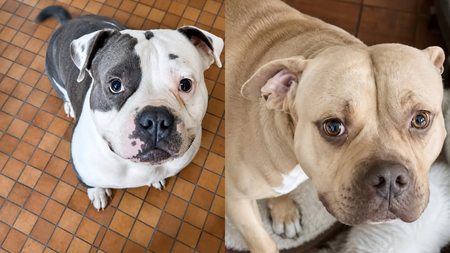 « Elle a appelé en larmes » : deux chiens risquent la fourrière dans le Nord de la France