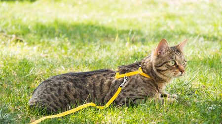 Sortir son chat en harnais : la fausse bonne idée