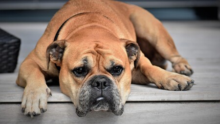 Bulldog Continental : une race pensée pour la santé et le bien-être du Bulldog anglais
