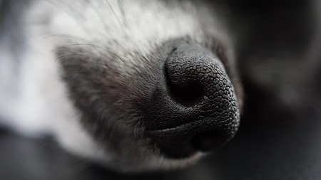 Quelle est la race de chien préférée des Français ? (Et pourquoi c'est un mauvais critère de choix)