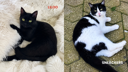 A peine nés et déjà abandonnés, Liloo et Sneackers cherchent une famille