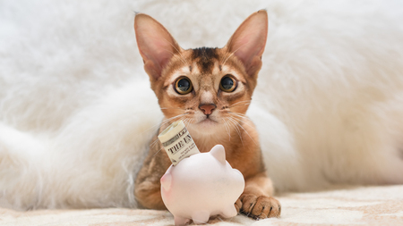 Comment bénéficier de la stérilisation gratuite de son chat ?